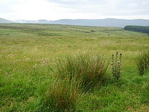 Rough grazing in the Comeraghs - geograph.org.uk - 232823