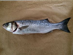 Sea Bass line caught in Gower