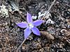 Starr 050817-3868 Wahlenbergia gracilis.jpg