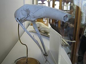 Tamandua tetradactyla skull