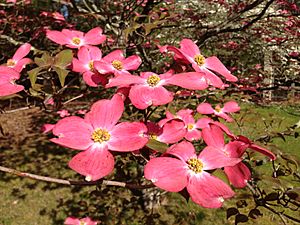 2013-05-10 08 26 08 Closeup of pink dogwoods at the Brendan T. Byrne State Forest headquarters