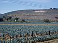 Agave fields hill