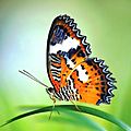 B cool - Malay Lacewing (by)