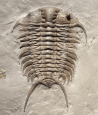 Ceraurus fossil cropped