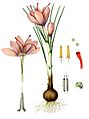 Crocus sativus - Köhler–s Medizinal-Pflanzen-194