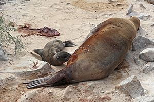 Galápagos sea lions, Santa Fe Island 03