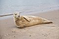 Grey seal on the beach at Wells-next-the-Sea