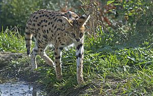 Leptailurus serval - ausgewachsener Serval