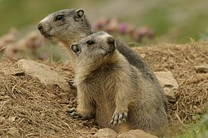 Marmotte des Pyrénées
