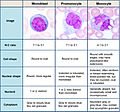 Monoblast, promonocyte and monocyte