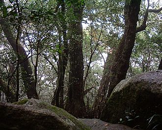 Nothofagus moorei in Lamington National Park Australia.jpg