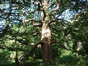 Panshanger Great Oak