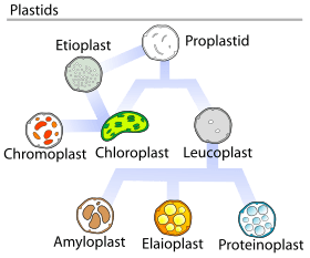 Plastids types