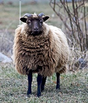 Shetland sheep moorit.jpg