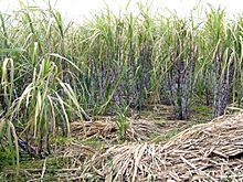 Sugar cane madeira hg