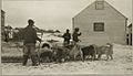 Three inuit men feeding Labrador huskies in Nain, Canada