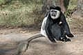 Abyssinian black-and-white colobus (Colobus guereza guereza) male