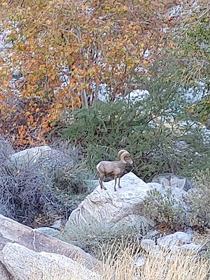 Bighorn Sheep in Tahquitz Canyon, Palm Springs, CA