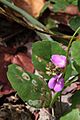 Canavalia rosea flower
