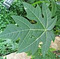 Carica papaya - Papaya - var-tropical dwarf papaya - desc-leaf