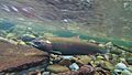Coho Spawning on the Salmon River (16335495542).jpg