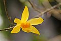 Dendrobium salaccense - flower view 01