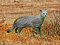 Felidae - Leopardus colocola pajeros (Pampas cat)