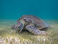 Green sea turtle grazing on sea grass