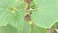 Leaves of Cucumber (a creeping vine plant)