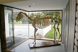 Skeleton of Arkle the horse at the Irish National Stud