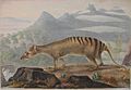 Thylacine by John Lewin