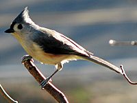 Tufted titmouse perching 2006-11-23