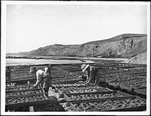 Workers drying abalone shells in the sun in southern California (CHS-1399)