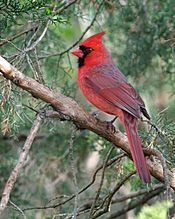 Cardinalis cardinalis -Columbus, Ohio, USA-male-8 (1)