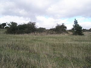 Chalk grasslands on Portsdown Hill - geograph.org.uk - 1014122.jpg