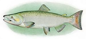 Chinook Salmon Adult Male.jpg