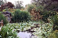 Garden pond, Los Angeles Arboretum