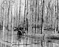 Harvesting red gum trees, Richland County, South Carolina (1904)