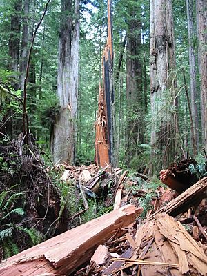 Lightning shattered redwood