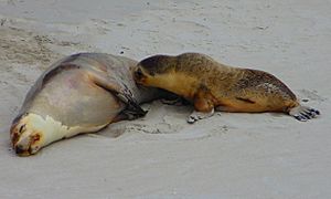 Female with pup at Seal Bay Conservation Park on Kangaroo Island, South Australia