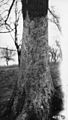 Photograph of Red Elm Trees Browsed by Horses in Marshall, Illinois - NARA - 2129548