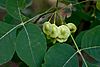 Ptelea trifoliata Arkansas.jpg