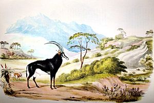 Sable Antelope by William Cornwallis Harris02