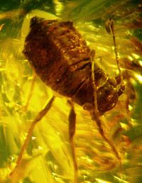 Baltic amber inclusions - Aphid (Hemiptera, Sternorrhyncha, Aphidoidea)7