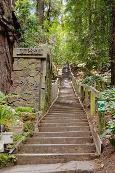 Dipsea Trail Stairs Mill Valley