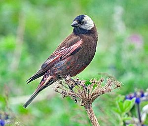 Gray-Crowned Rosy-Finch.jpg