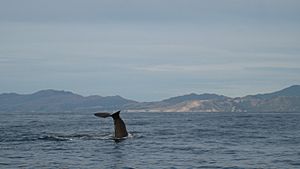 Kaikoura whalewatching