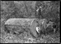 Kauri logs, near Piha. ATLIB 135986