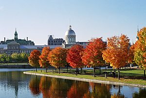 Marché Bonsecours and Foliage
