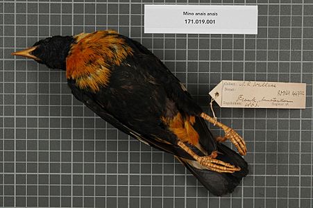 photograph of a bird specimen collected by Wallace